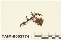 藏品(耳葉蘚屬)的圖片